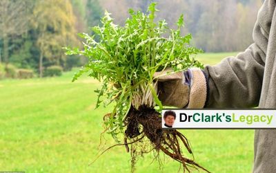 Dandelion root